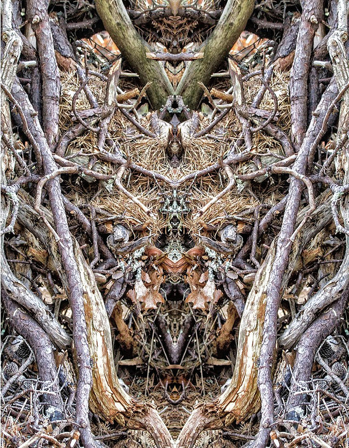 Forest Floor 1 Pareidolia Photograph by Constantine Gregory