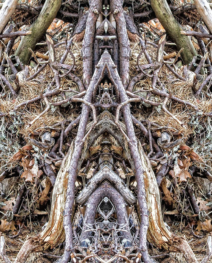 Forest Floor 2 Pareidolia Photograph by Constantine Gregory
