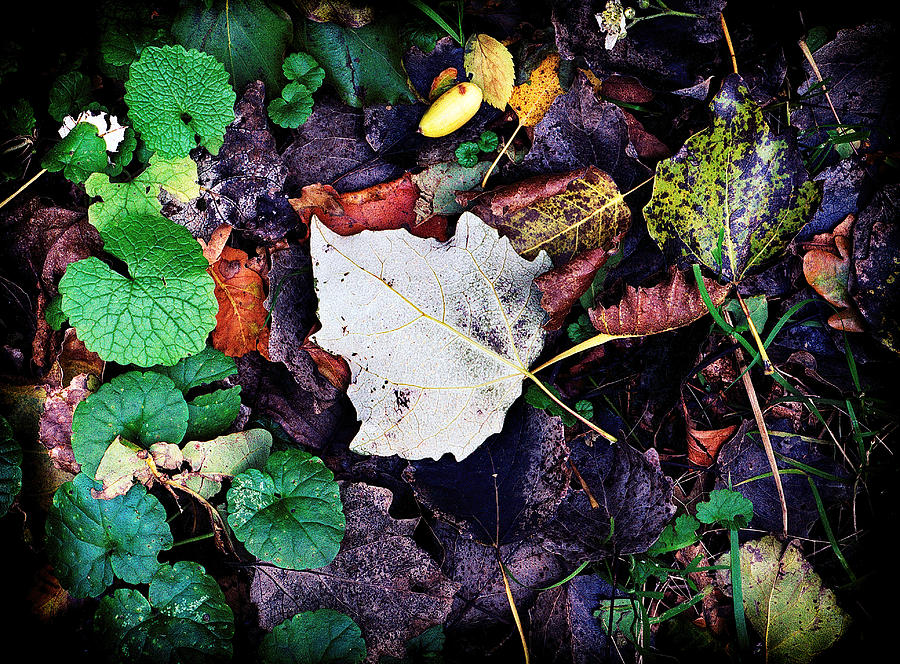 Forest floor -2 Photograph by Rudy Umans