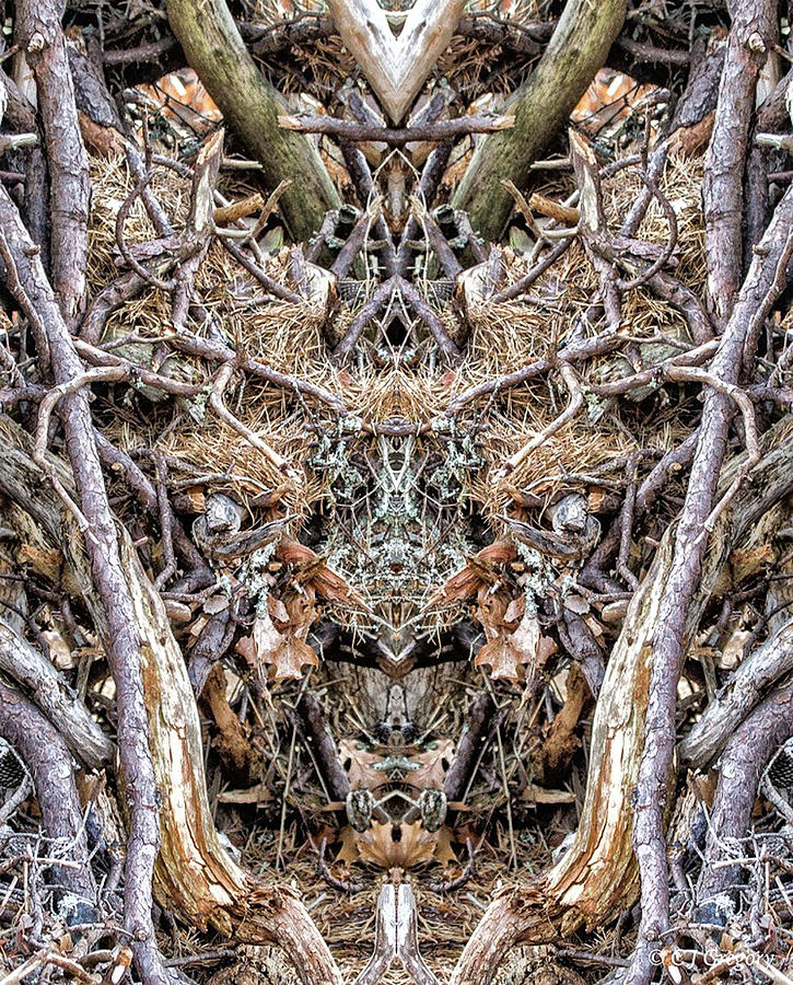 Forest Floor 3 Pareidolia Photograph by Constantine Gregory