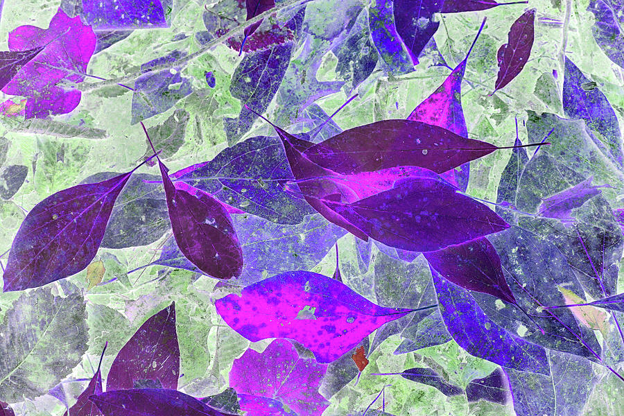 Forest Floor Abstracted Purple 092922 Photograph by Mary Bedy