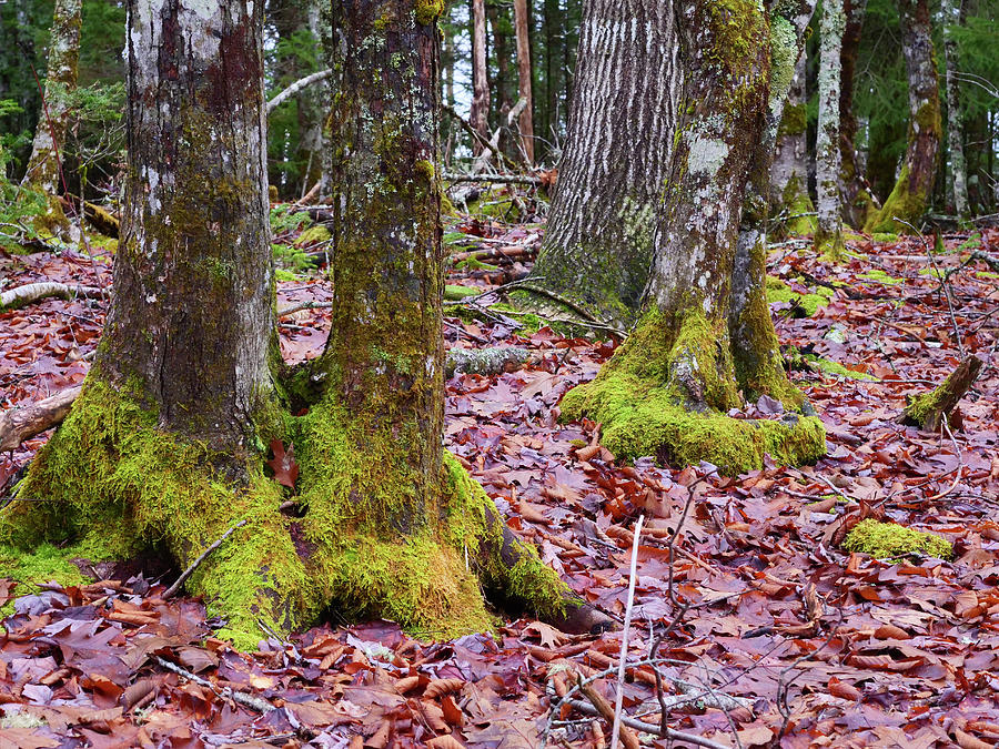 Forest Floor and Trees with Moss. Photograph by Rob Huntley