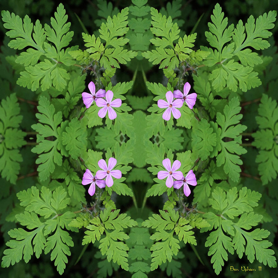 Forest Floor Flower Mirror Squared Photograph by Ben Upham III