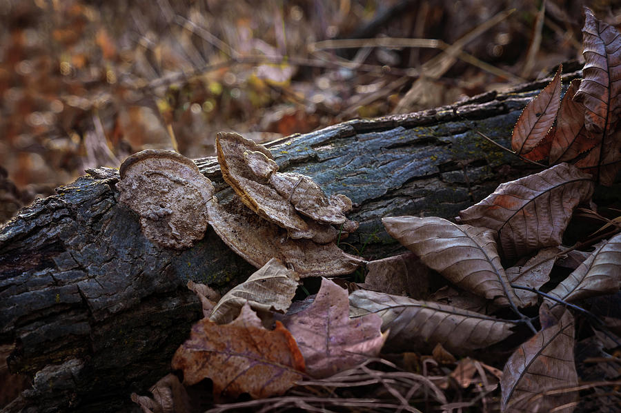 Tree Photograph - Forest Floor - Fungus by Nikolyn McDonald