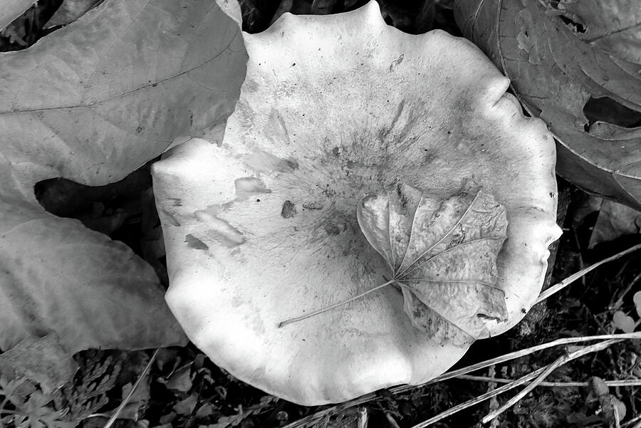 Forest Floor in Autumn - Black and white Photograph by Katherine Nutt