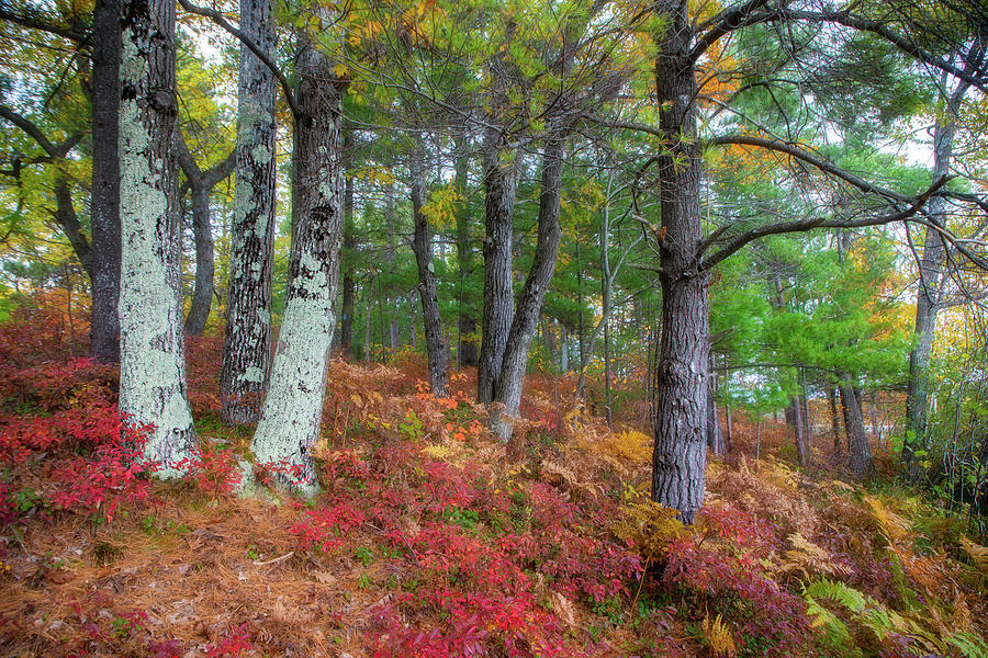 Forest Floor in Autumn Photograph by Robert Carter