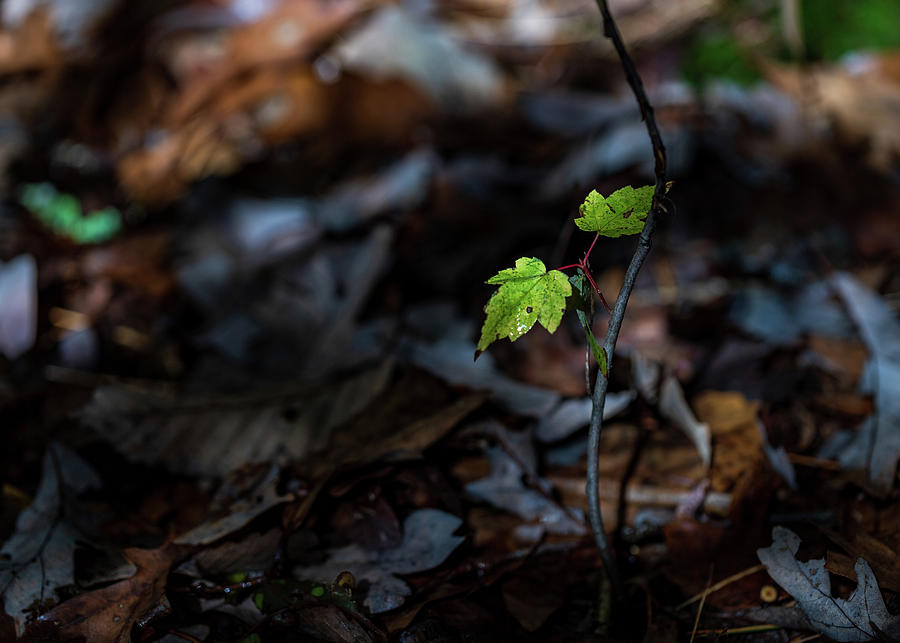 Forest Floor in Spring Photograph by Amelia Pearn