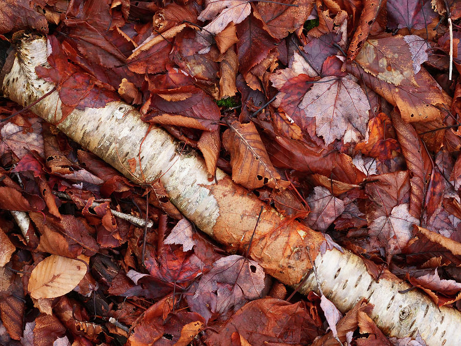 Forest floor leaf litter covering a dead birch tree. Photograph by Rob Huntley