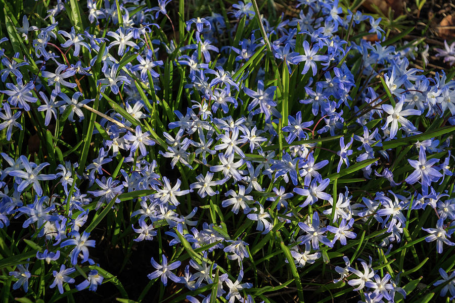Forest Floor Treasures - Early Spring Blanket of Glory-of-the-Snow Blue Flowers Photograph by Georgia Mizuleva