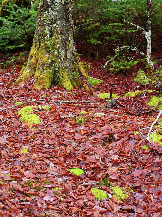 Forest floor with clumps of moss. Photograph by Rob Huntley