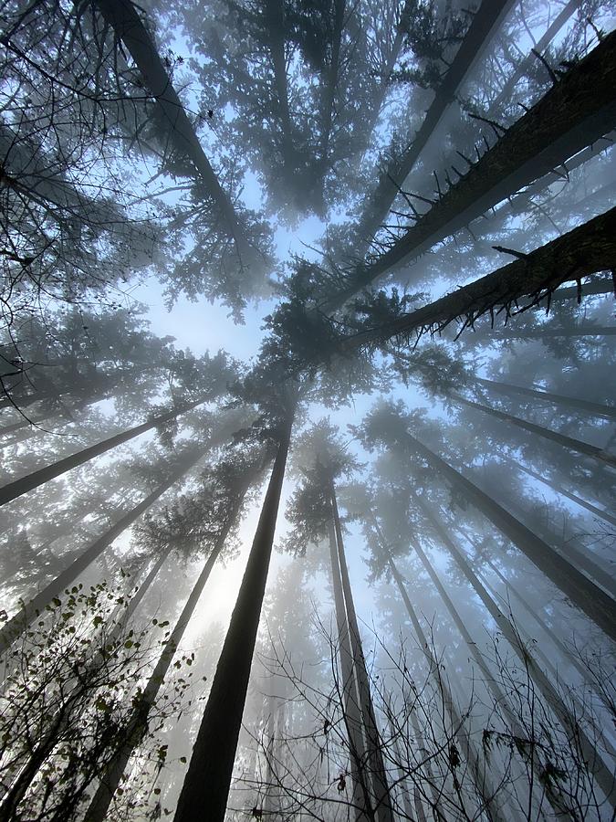 Forest Fog Fantasy Photograph by Michael Oceanofwisdom Bidwell