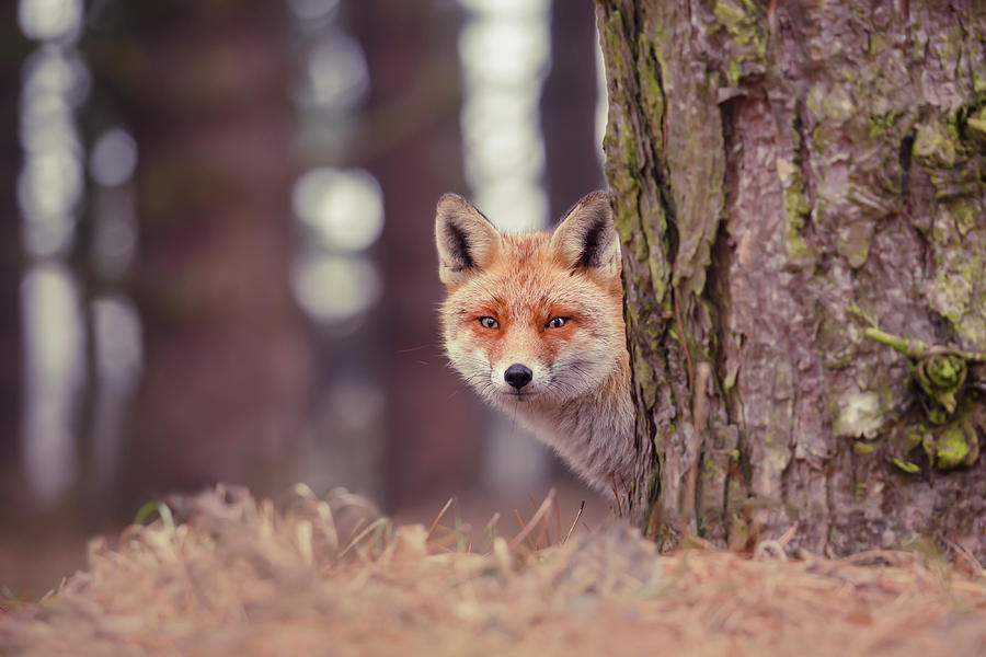 Forest Fox Red Fox Behind A Tree Photograph By Roeselien Raimondpeek A