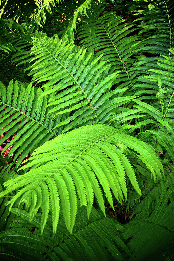 Forest Frond Photograph by Bonfire Photography - Fine Art America