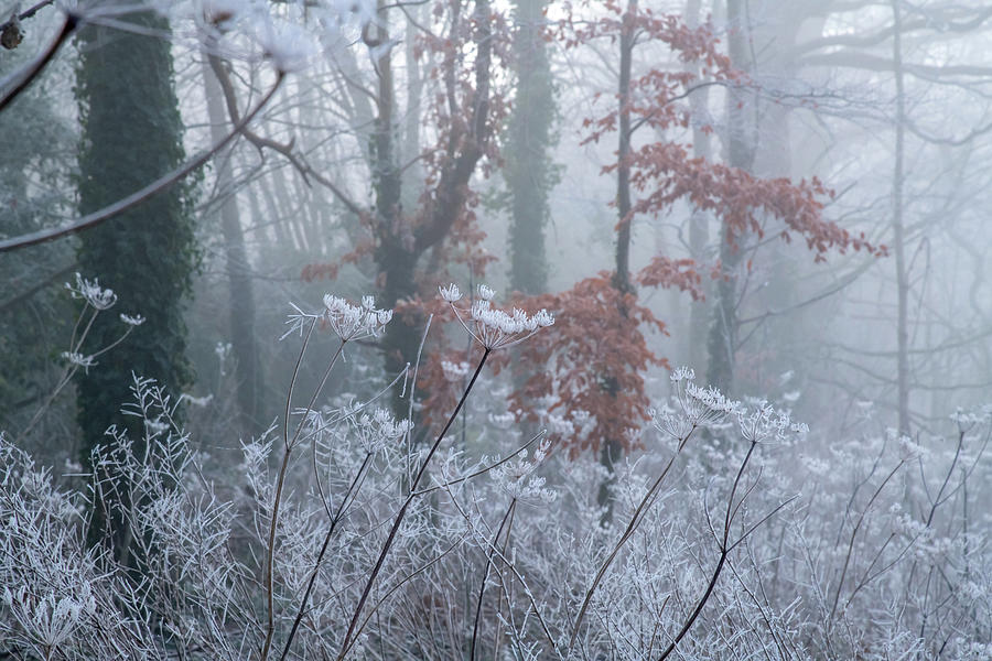 Forest Frost Photograph by Mark Hunter