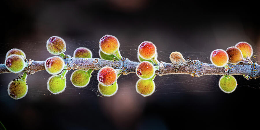 Fruit Photograph - Forest Fruits by Hugh Warren