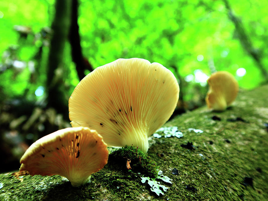 Forest Fungi Photograph by Kathrin Poersch