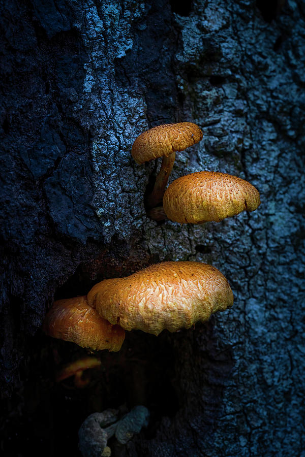 Forest Fungi Photograph by Mark Andrew Thomas