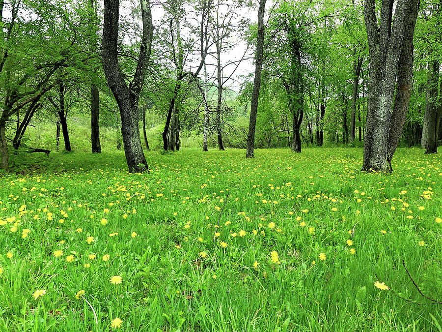 Forest Glade of Dandelions Photograph by Lyuba Filatova