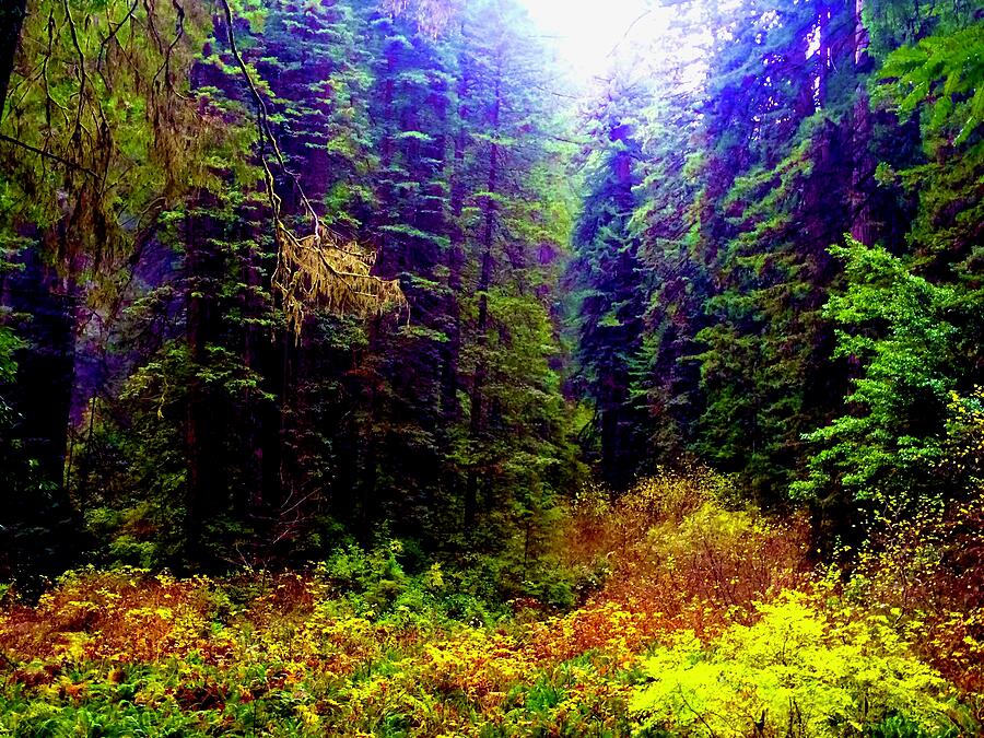 Forest Glen Photograph by Brandon Strellis
