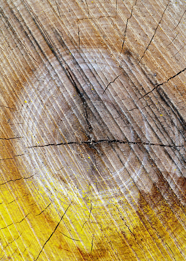 Forest Graffiti Yellow Abstract Photograph by Michael Olson | Fine Art ...