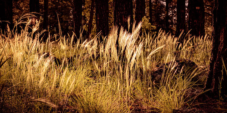 Forest Grass Photograph by Bonny Puckett