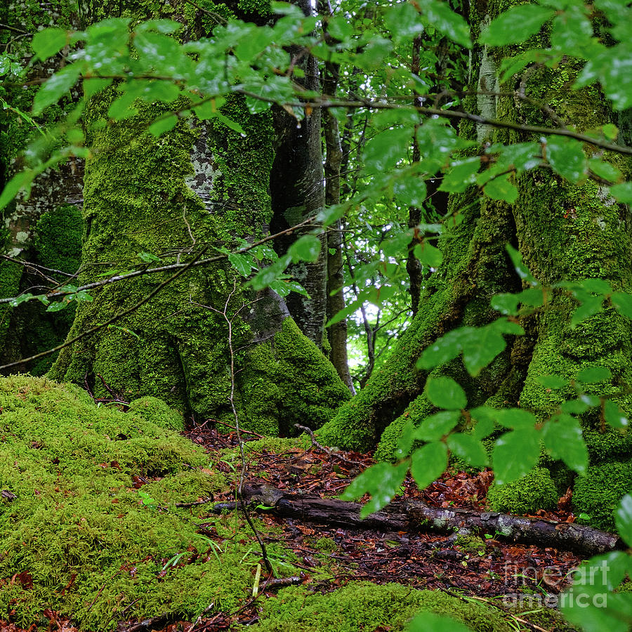 Forest Green Photograph by Neil Maclachlan | Fine Art America