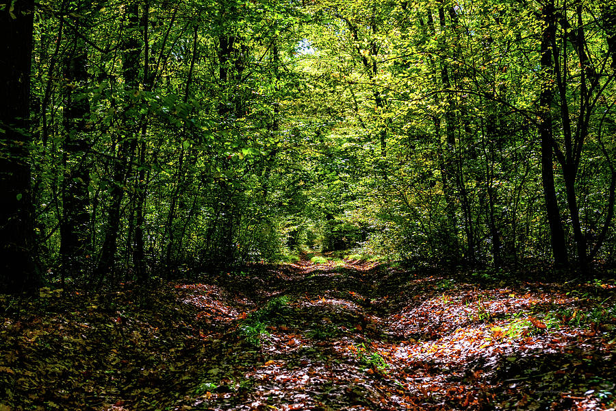 Forest Hiking Trail on a Sunny Autumn Day Photograph by Andreea Eva Herczegh