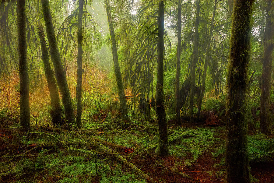 Forest Hues Photograph by Bill Posner