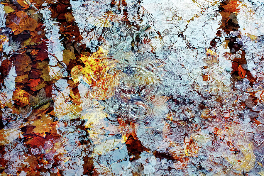 Forest Ice Bubbles Photograph by Kathi Mirto
