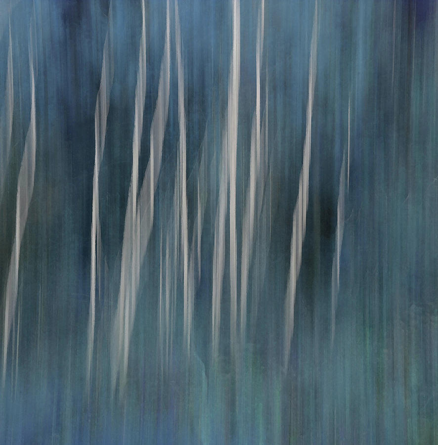Forest Illusions- Aspen Blue Photograph