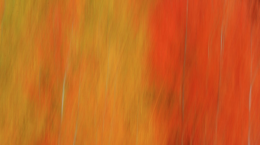 Forest Illusions- Aspen Fire Photograph