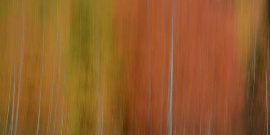 Forest Illusions-shades Of Autumn Photograph