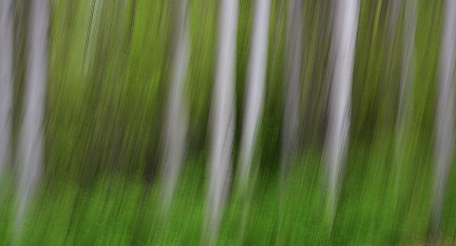 Forest Illusions- Spring Among the Aspen Photograph by Whispering Peaks Photography