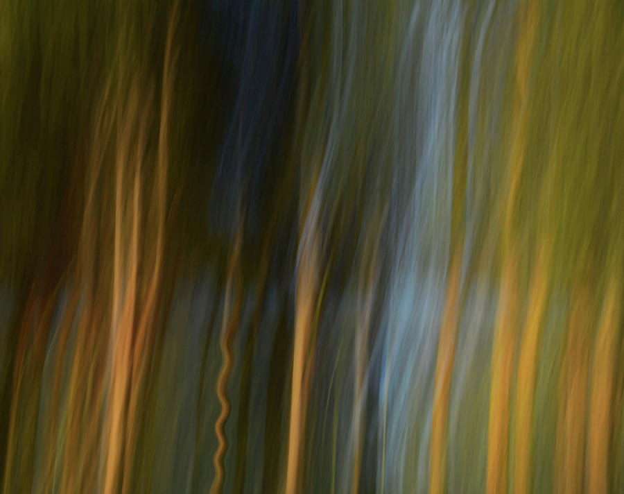 Abstract Photograph - Forest Illusions- Twisted Tree by Whispering Peaks Photography