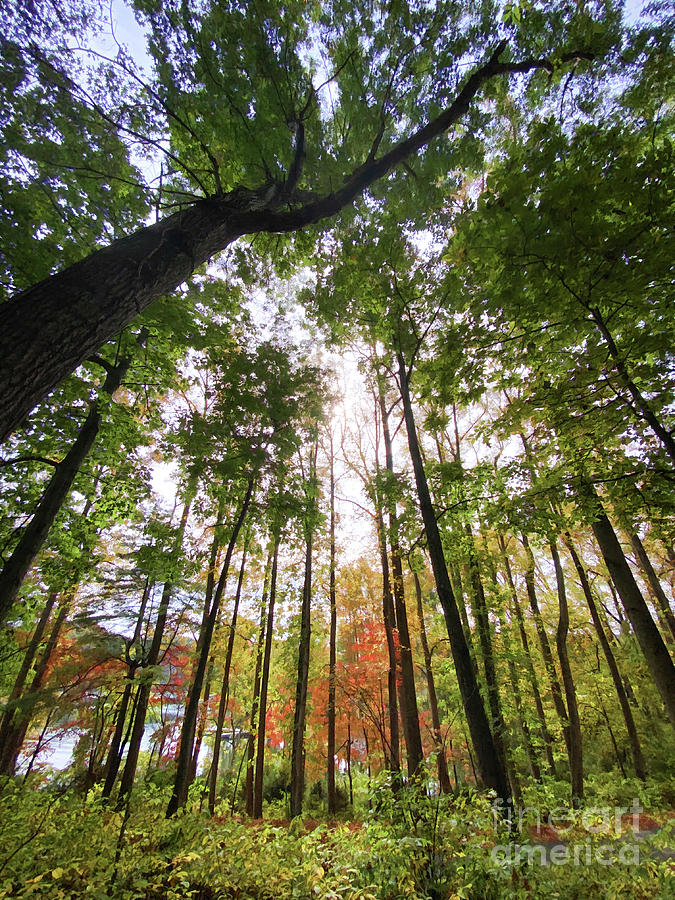 Forest In Autumn At Claytor Lake State Park Photograph