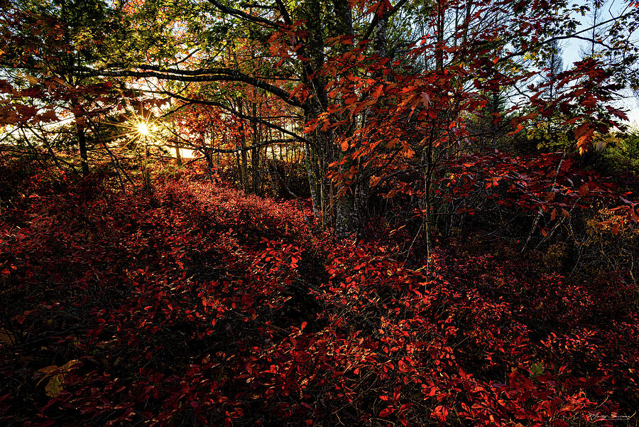 Forest In Autumn Color Photograph by Marty Saccone