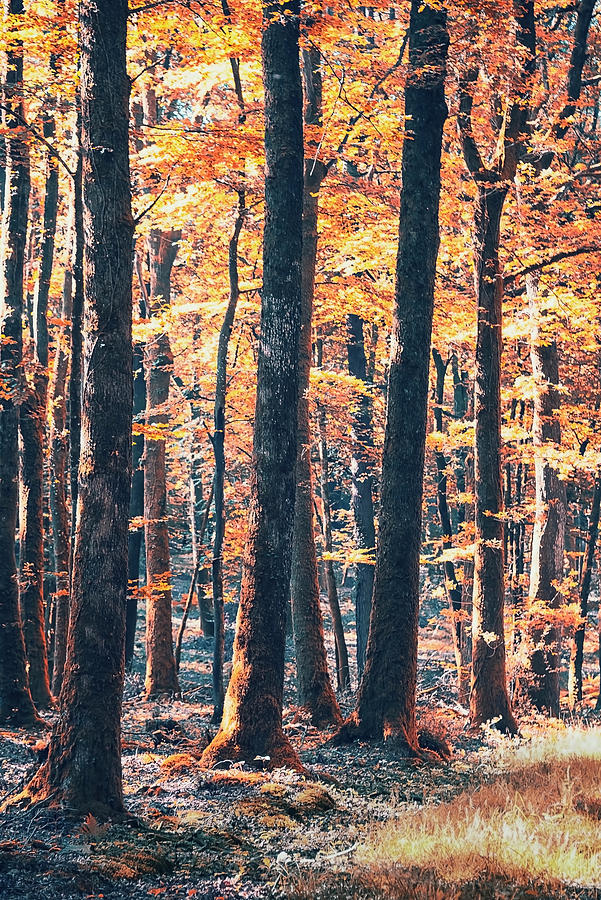 Forest In Autumn Photograph