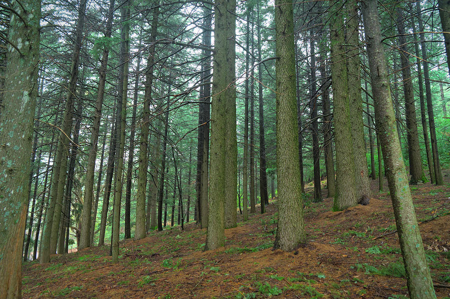 Forest in Covilha Mountains Photograph by Angelo DeVal