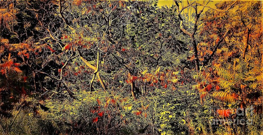 Nature Digital Art - Forest In Fall by Shelly Wiseberg