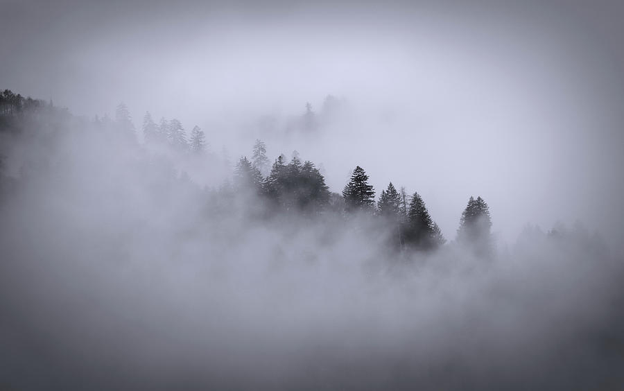 Forest In Fog Panorama Photograph by Dan Sproul