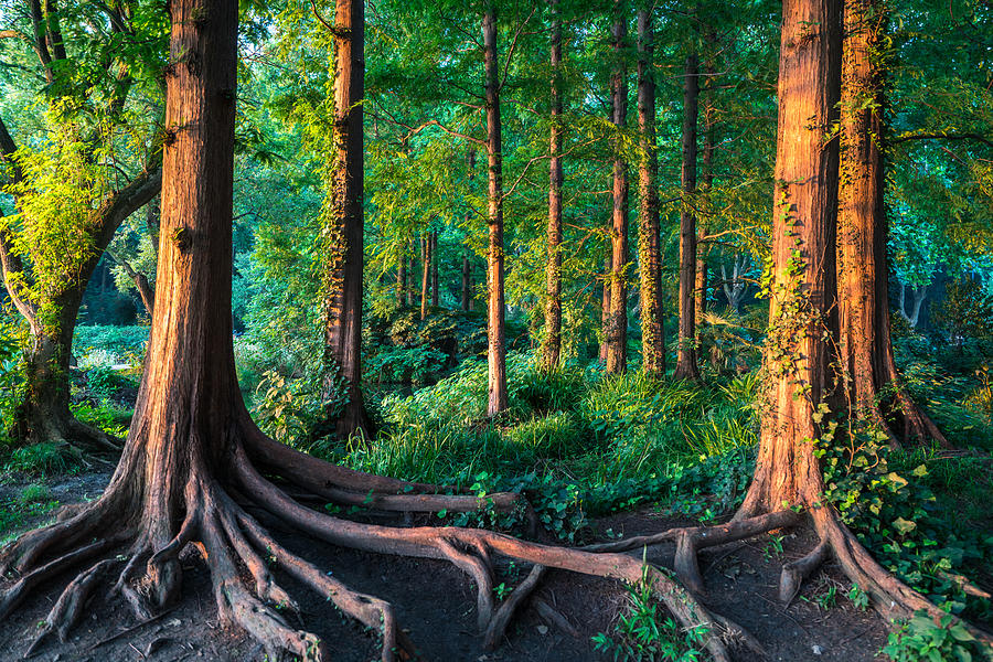 Forest In Summer Photograph by Danny Hu