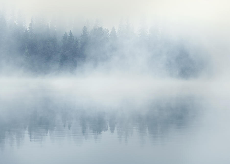 Forest in the Clouds Photograph by Matt Hammerstein