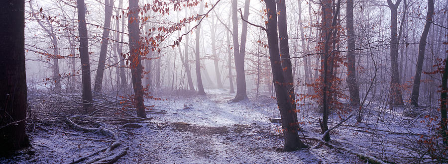 Forest in winter at dawn, Bavaria, Germany Photograph by Panoramic Images