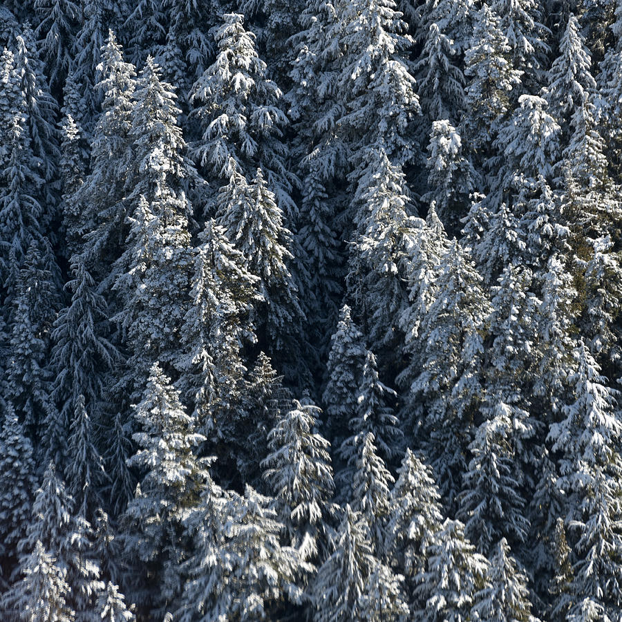 Forest in winter Photograph by Fotosearch