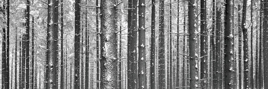 Forest in winter, Kandel Mountain, Black Forest, Baden-Wurttemberg, Germany Photograph by Panoramic Images