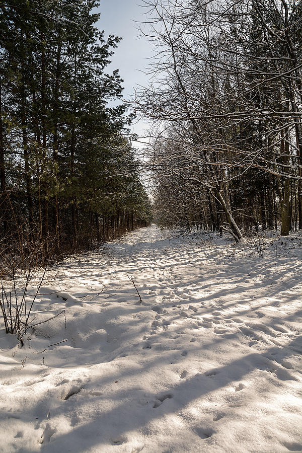 Forest in winter Photograph by RagnarPhoto