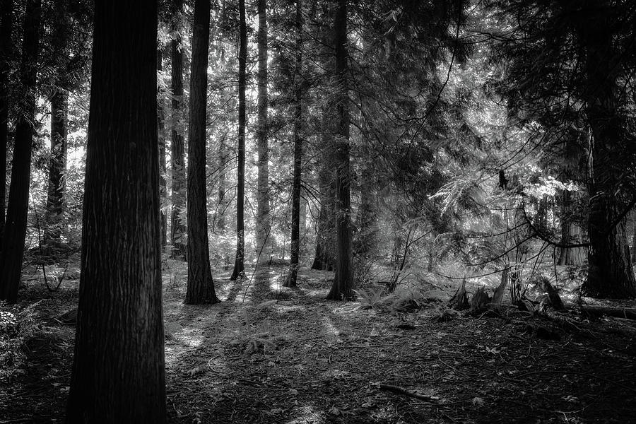 Forest Photograph by Irene Moriarty