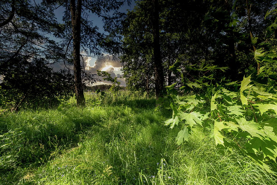 Forest Is Full Of Promises Latvia  Photograph by Aleksandrs Drozdovs