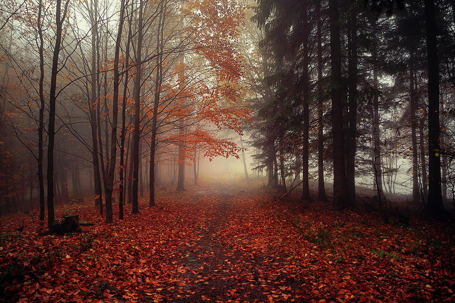 Forest Photograph by Iwona Sikorska - Fine Art America