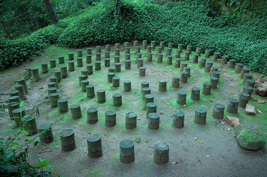 Forest Labyrinths Photograph by Angelo DeVal